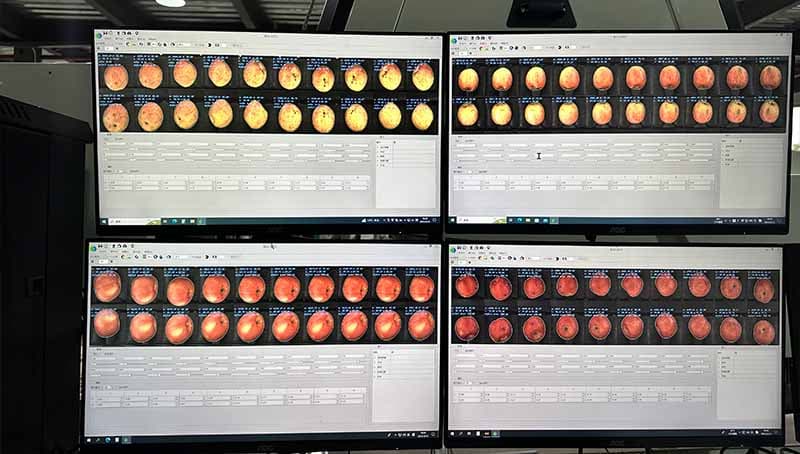 apple optical grading line.jpg